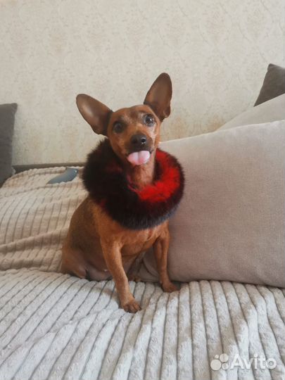 Собака девочка