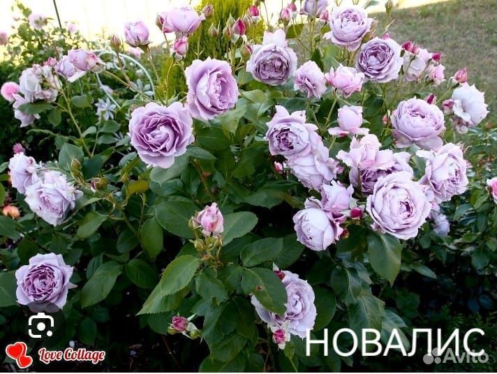 Сортовые саженцы роз