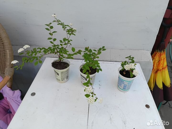 Уличные растения