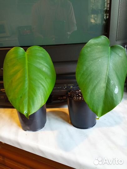 Монстеры Манки маск, Деликатесная