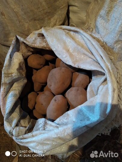 Продукты питания