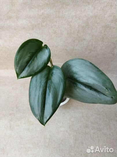 Эпипремнумы, сциндапсусы