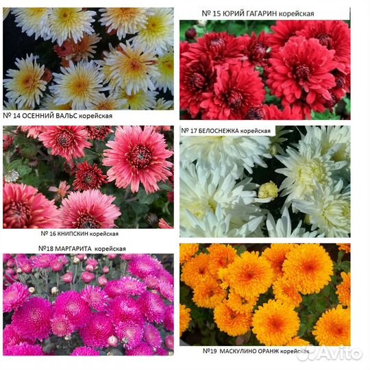 Хризантемы и др