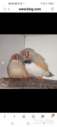 Зебровые амадины