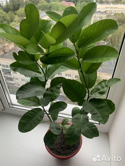 Лимон Пандероза