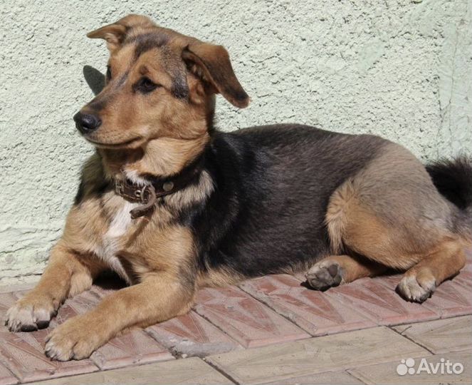 Маленькая собачка