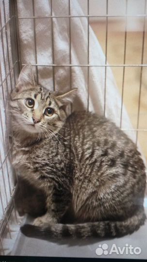 В добрые ручки