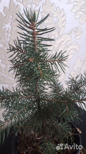 Саженцы ель голубая