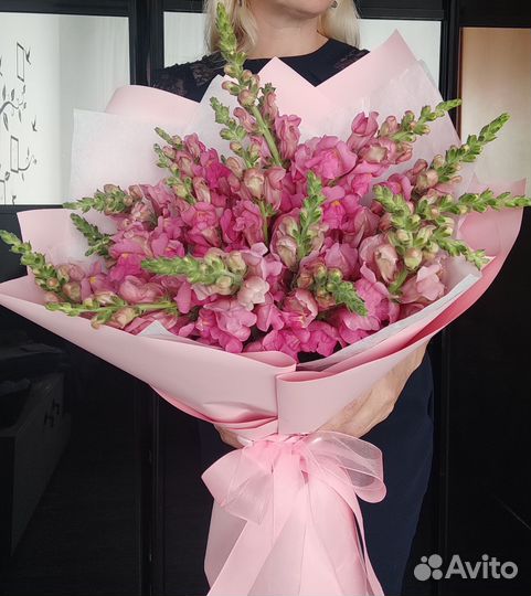 Цветы Антирринум