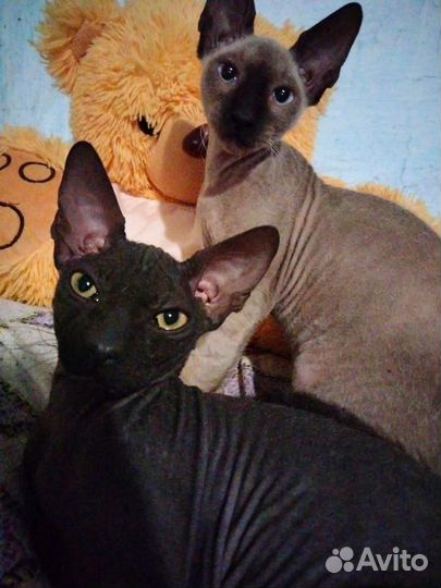 Канадский сфинкс браш