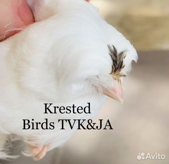 Кенара и канарейки царь канареек крест бред