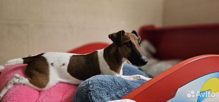 Фокстерьер гладкошерстный