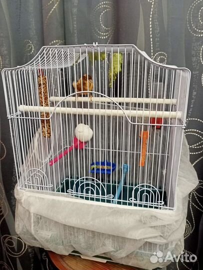 Поющая канарейка (кенар) с клеткой