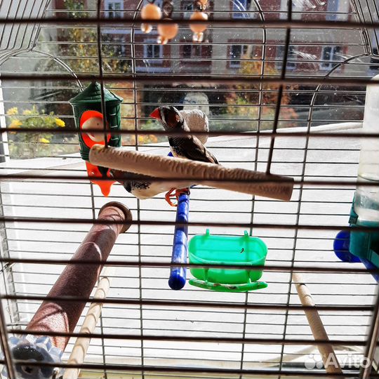 Птицы амадины с клеткой