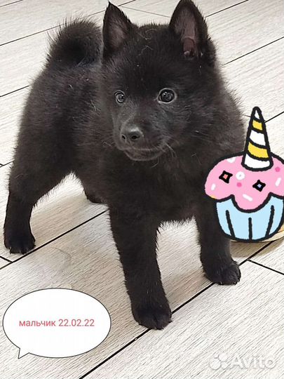 Щенки Схипперке