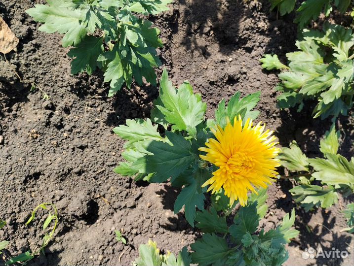 Хризантемы корейские