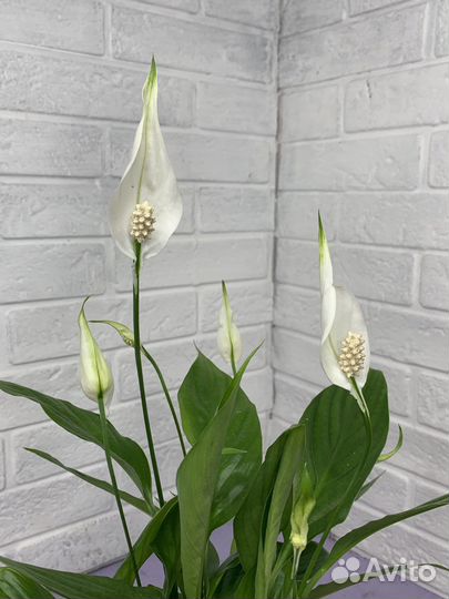 Спатифиллум