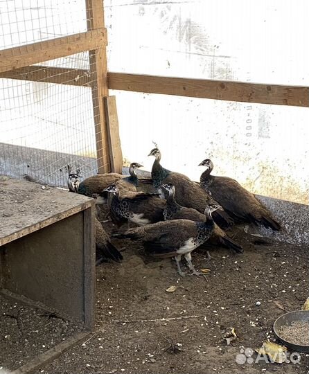 Павлины фазаны