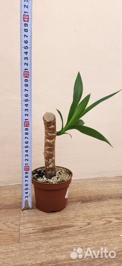 Комнатные цветы юкка