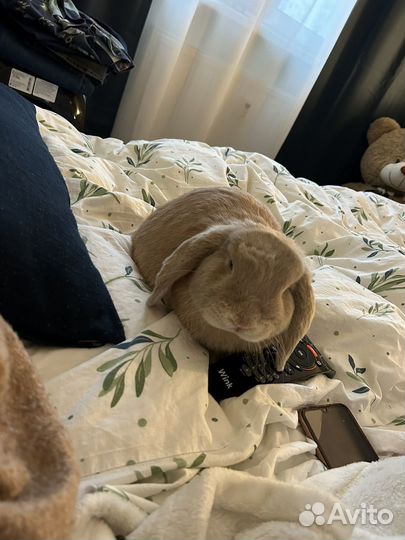 Декоративные кролики