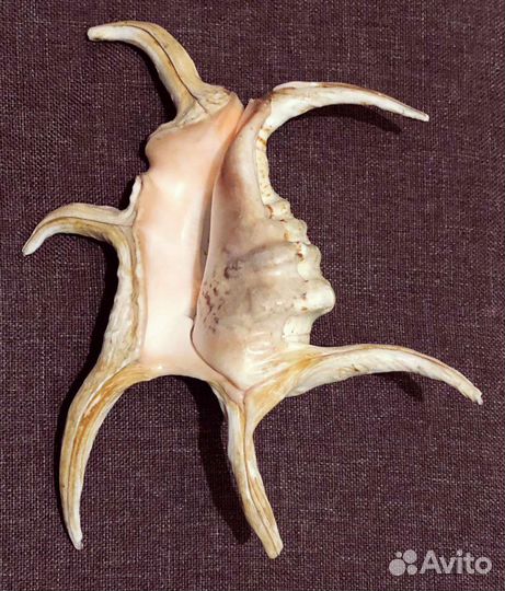 Ракушка морская, редкая