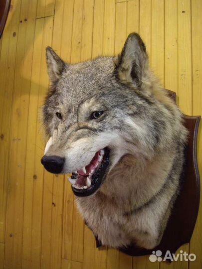 Ковер,бюст волка.Таксидермия