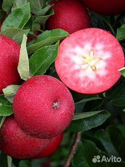 Красномясые яблони