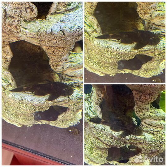 Анциструсы, сапфировый попугай, тернеции