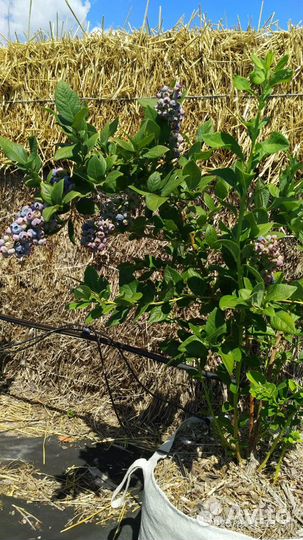 Голубика саженцы