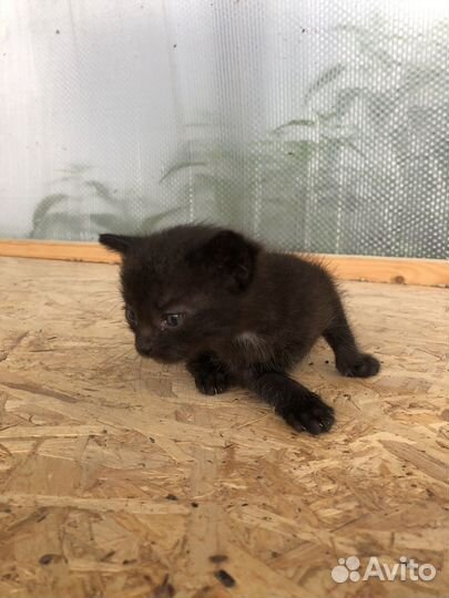 Котята в добрые руки даром
