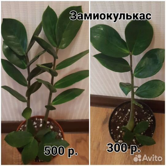 Замиокулькасы