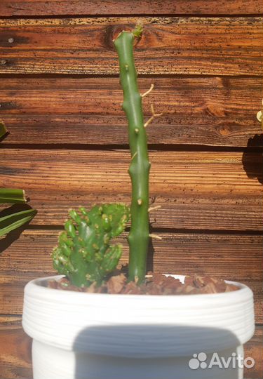 Бегонии, опунция, царица ночи