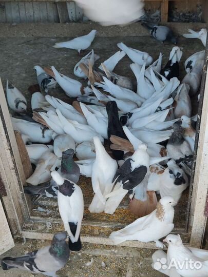 Бойные голуби