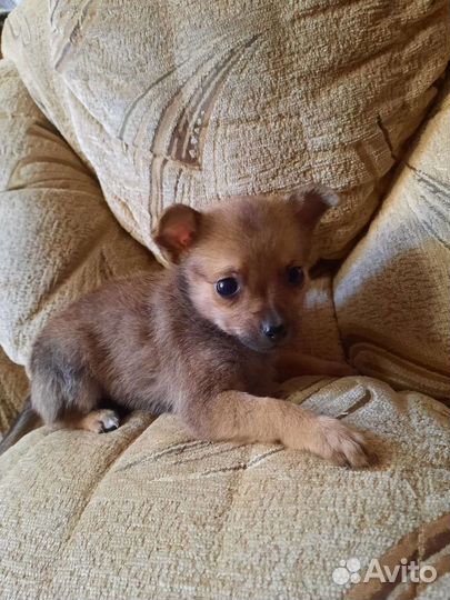 Той-терьер щенки