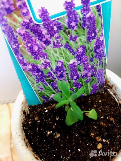 Рассада лаванды