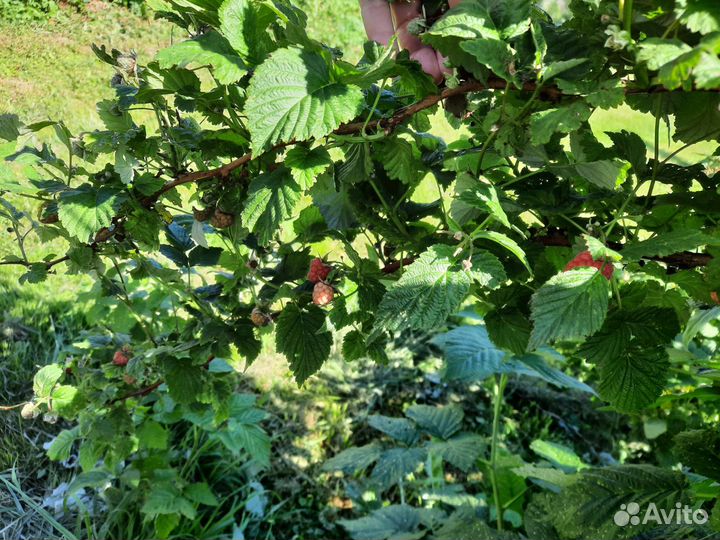 Ремонтантная малина