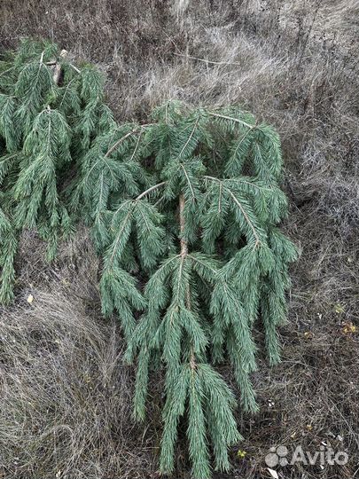 Сосна новогодняя оптом