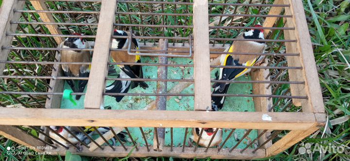 Птица щегол