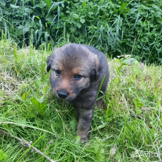 Щенки в поисках дома