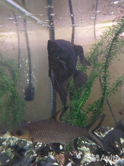 Аквариумные рыбки отдам бесплатно