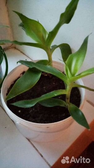 Алоэ лечебный, каланхоэ леч, золотой ус