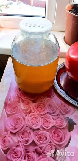 Чайный гриб