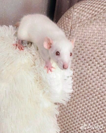 Передержка ваших любимцев на время отпуска