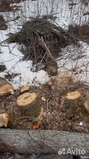 Лес кругляк на дрова