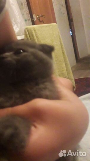 Шотландская вислоухая кошечка