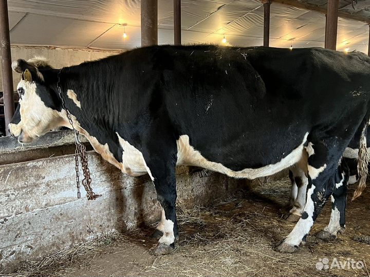 Корова на мясо