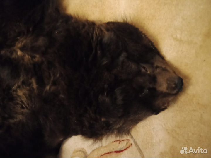 Палас мишка