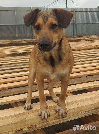 Красавчик Рони