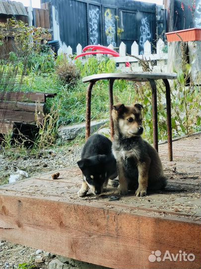 Маленькая собачка во двор