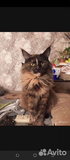 Кошка мейн-кун